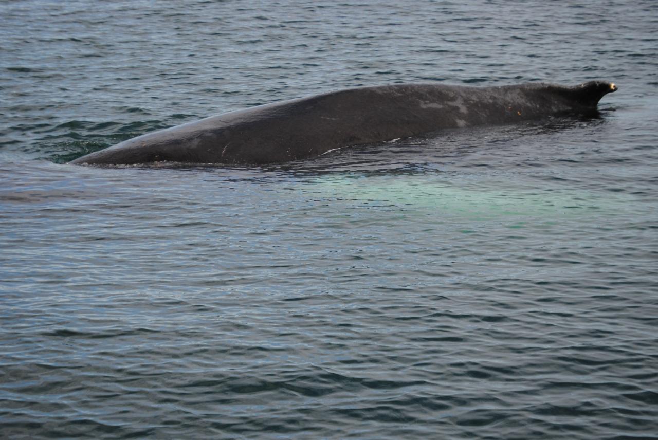 305 Baleine Husavik