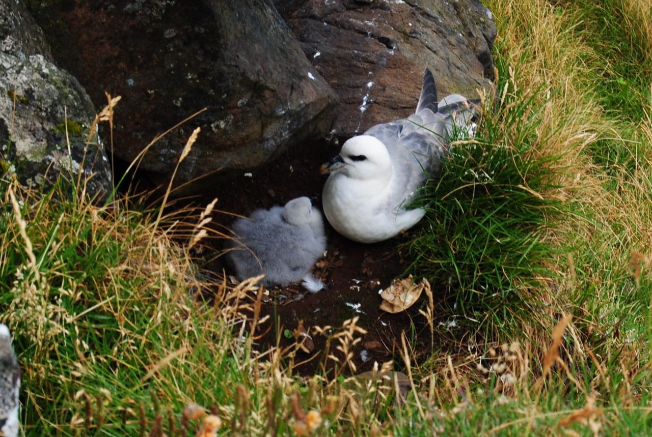 411 Flatey petit fulmar