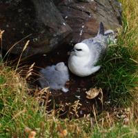 411 Flatey petit fulmar