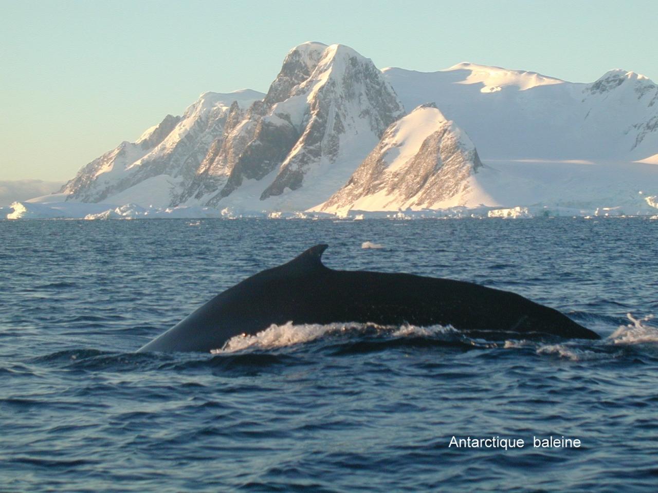 Antarctique baleine