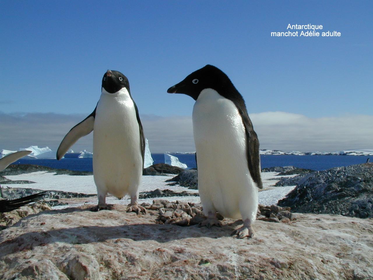 Antarctique Manchot Adelies adultes