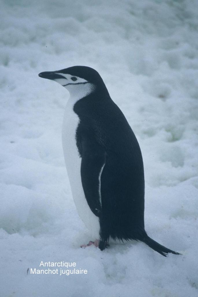 Antarctique Manchot Jugulaire