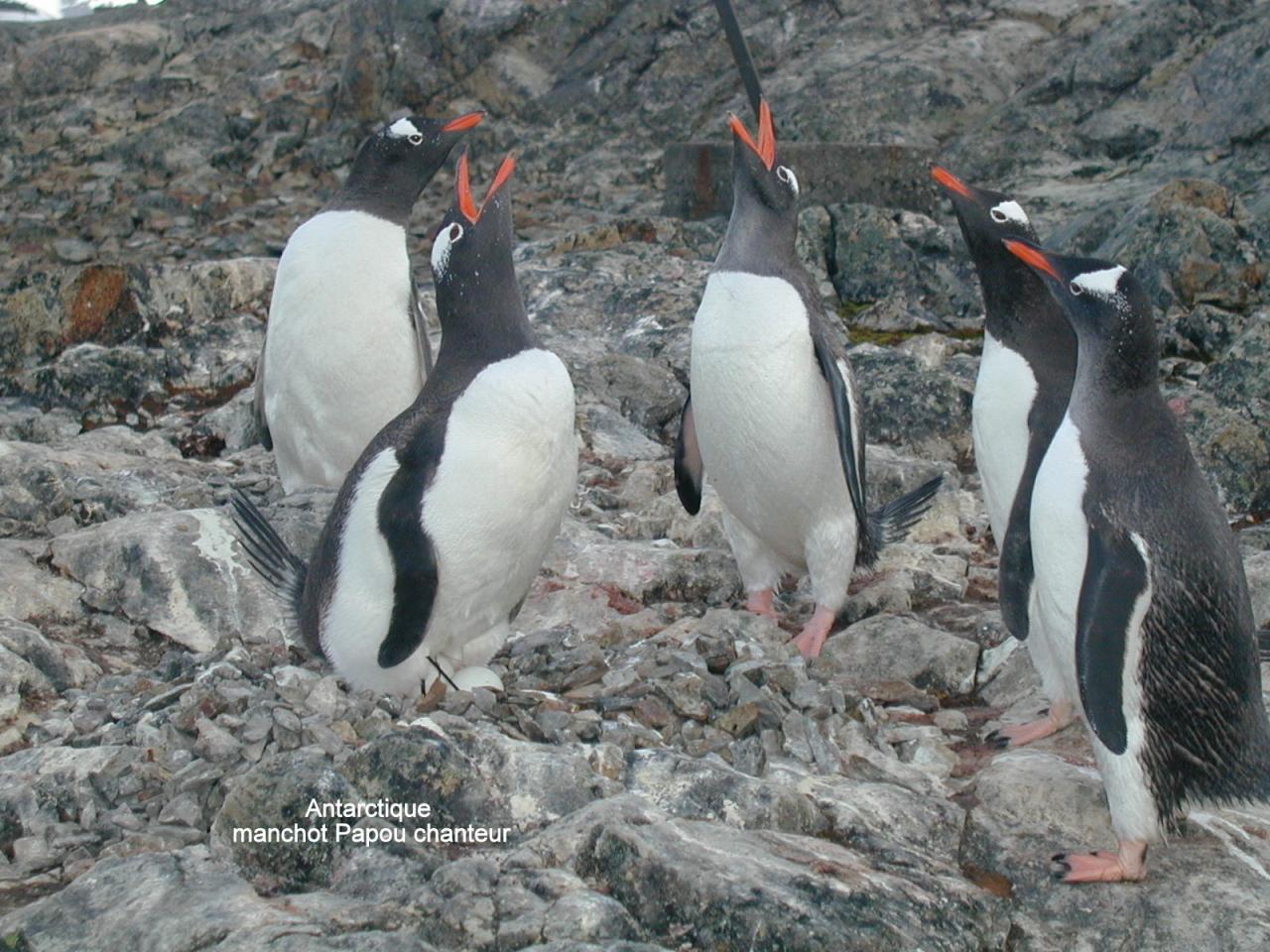 Antarctique Manchot Papou 1 chanteur