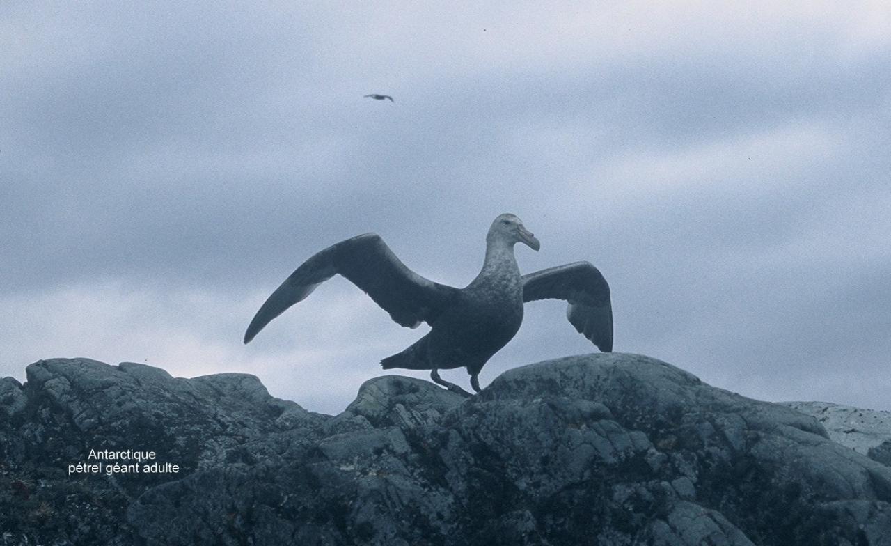 Antarctique Petrel Géant adulte géant