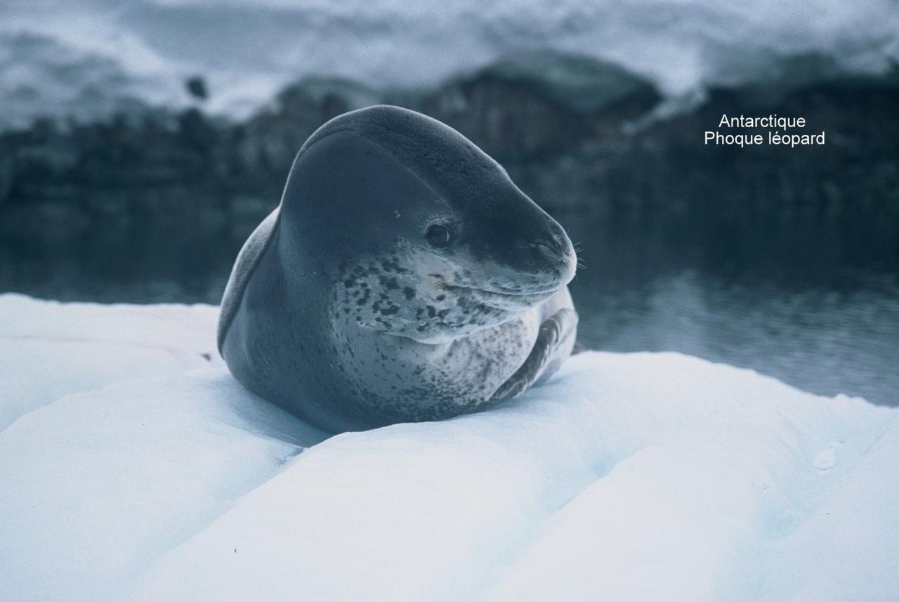 Antarctique Phoque léopard 2