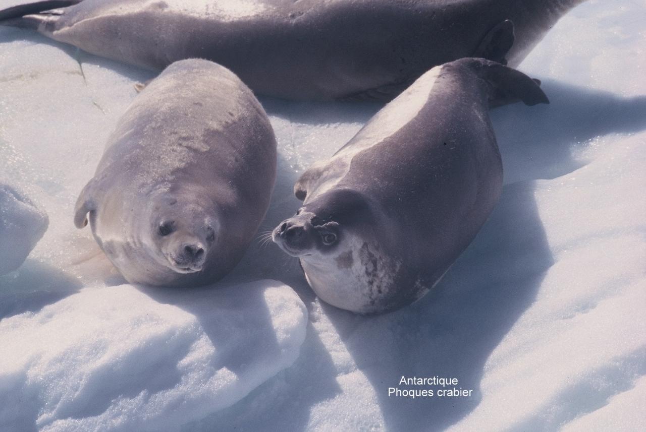 Antarctique Phoques crabier