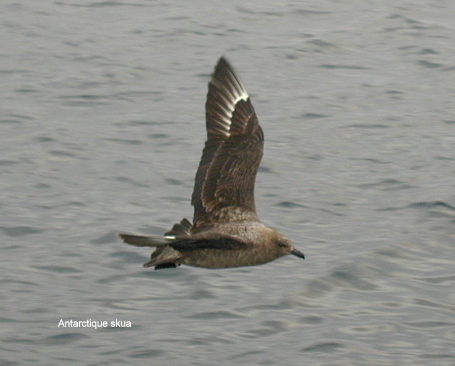 Antarctique Skua