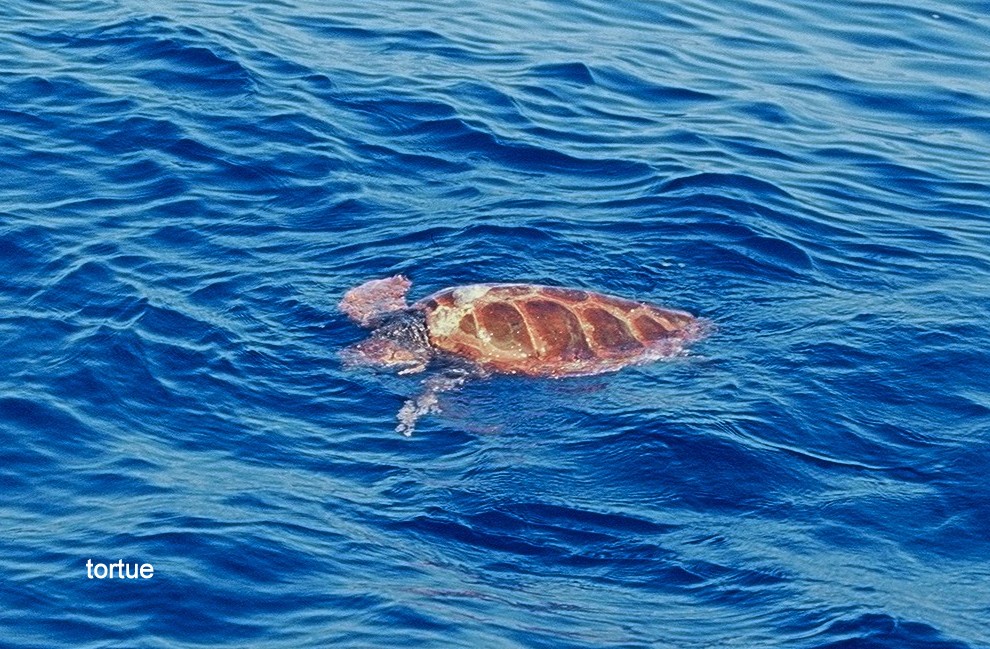 En Mer Tortue