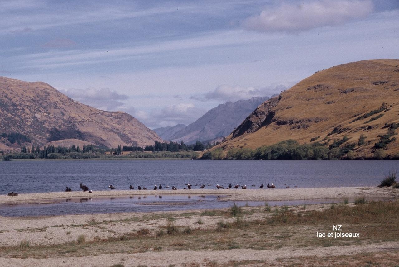 NZ lac et oiseaux