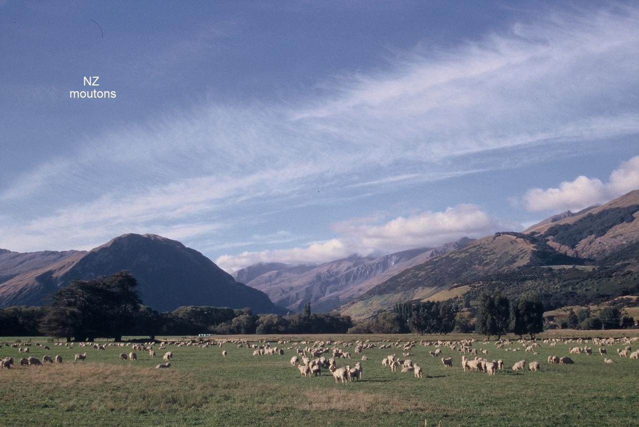 NZ Moutons 