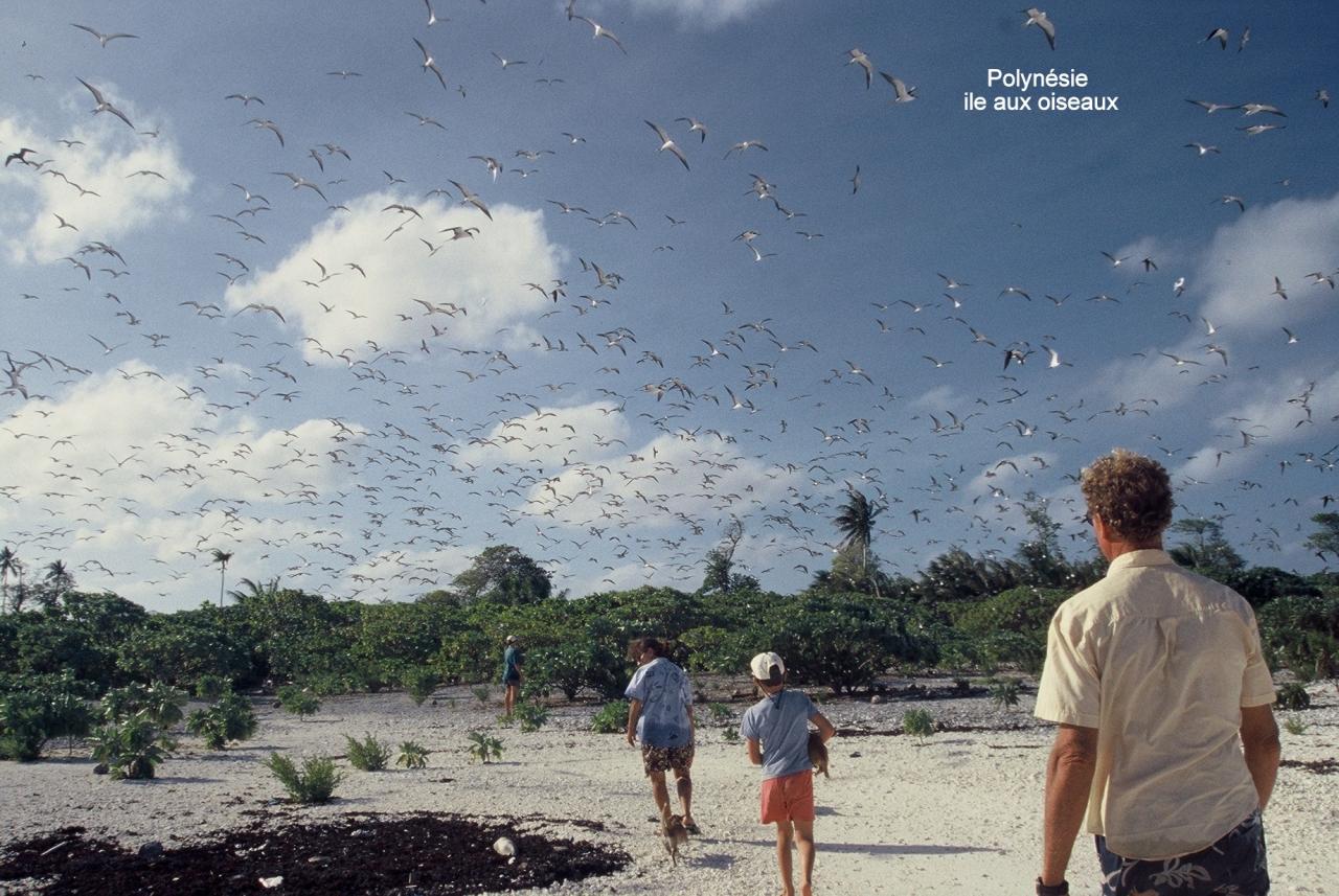 Polynésie ile aux oiseaux