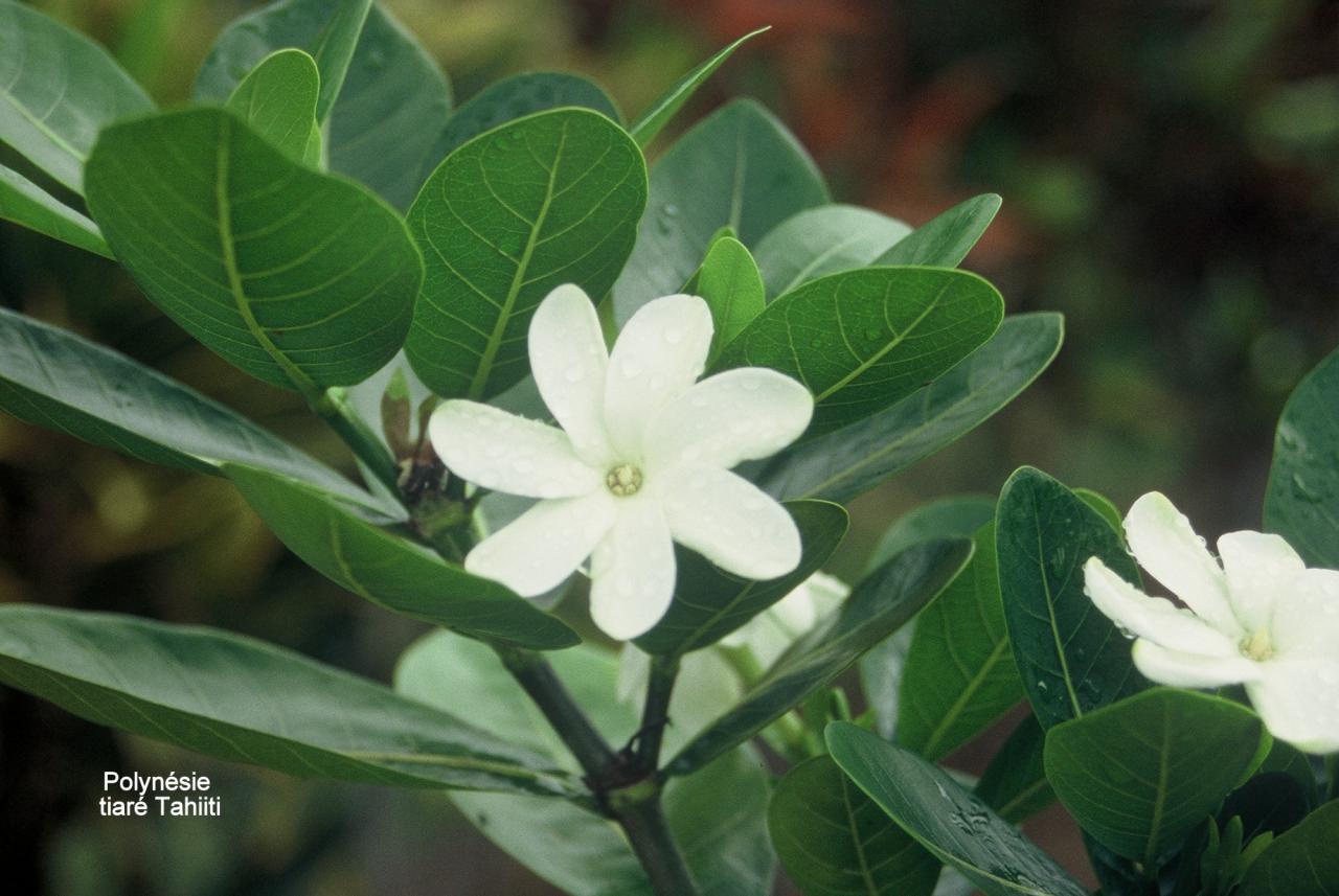 Polynésie Tiaré Tahiti